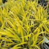 Garten Schlüter Japanisches Goldberggras / Ziergras 'All Gold', 1,5 Liter, 15 – 20 cm Liefergröße: 15 – 20 cm