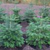 Garten Schlüter Nordmanntanne im Topf gewachsen – 60-80 cm Liefergröße: 60 – 80 cm