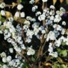 Proven Winners Liebesperlenstrauch / Schönfrucht 'Magical® Snowqueen' C5 60 – 80 cm Liefergröße: 40 – 50 cm