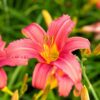 Garten Schlüter Taglilie 'Pink Damask' Lieferform: Im 1 Liter Topf