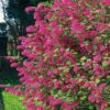 Garten Schlüter Blutjohannisbeere 3 Liter Container, 60 – 100 cm Liefergröße: 60 – 100 cm