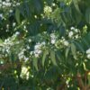 Garten Schlüter Sieben-Söhne-des-Himmels-Blume C5 80-100 Liefergröße: 80 – 100 cm