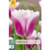 Jac Uittenbogaard & Zonen BV Gefranste Tulpe 'Siesta' – 7 Stück Liefergröße: Zwiebelgröße 11/12