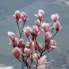 Garten Schlüter Tulpenmagnolie – Der Klassiker, 20 Liter, 100 – 125 cm Liefergröße: 100 – 125 cm