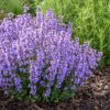 Garten Schlüter Katzenminze 'Cat's Pajamas Blue' C3 Lieferform: Im 3 Liter Topf