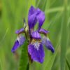 Garten Schlüter Sibirische Iris Cambridge Lieferform: Im Topf
