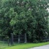 Garten Schlüter Echte Walnuss (Sämling) Liefergröße: 80- 100 cm