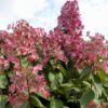 Garten Schlüter Rispenhortensie 'Mega Mindy®' Liefergröße: 40 – 60 cm