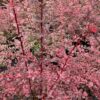 Garten Schlüter Harlequin Berberitze, 3 Liter, 30-40 cm Liefergröße: 30 – 40 cm