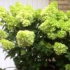 Garten Schlüter Zwerg-Rispenhortensie 'Mojito®', 7,5 Liter, 60 – 80 cm Liefergröße: 60 – 80 cm