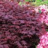 Garten Schlüter Japanischer Fächerahorn 'Fireglow' 3-5 Liter Container, 60 – 80 cm Liefergröße: 60 – 80 cm