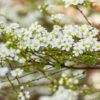 Garten Schlüter Prachtspiere Wurzelnackte Pflanze, 60 – 80 cm Liefergröße: 80 – 100 cm