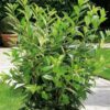 Garten Schlüter Kirschlorbeer 'Novita'  – 60 Pflanzen 60 – 80 cm hoch für 20 Meter Hecke Liefergröße:   60 Stück   60 – 80 cm
