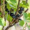 Garten Schlüter Schwarze Johannisbeere 'Öjebyn' Liefergröße: 40 – 60 cm