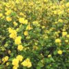 Garten Schlüter Goldröschen 'Pleniflora' C3 40-60 Liefergröße: 40 – 60 cm
