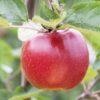 Garten Schlüter Apfel 'Roter Boskoop' – Busch 5 Liter, 80 – 100 cm Liefergröße: 80 – 100 cm