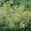 Garten Schlüter Gelbbunter Hartriegel C7,5 80 – 100 cm Liefergröße: 80 – 100 cm