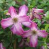 Garten Schlüter Clematis 'Minuet' Liefergröße: 40 – 60 cm