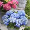 Garten Schlüter Zwerg-Hortensie 'Little Blue®' Lieferform: Im Topf