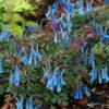 Garten Schlüter Blauer Lerchensporrn 'Blue Heron' Lieferform: Im 9 cm Topf