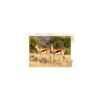 CALVENDO Puzzle Springbock Antilopen in der Savanne 1000 Teile Lege-Größe 64x48cm Foto-Puzzle für glückliche Stunden