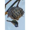 dobar Vogelfuttermix – versch. Varianten