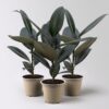 Kölle Gummibaum, Ficus ‚Abidjan‘, Topf-Ø 12 cm, 3 Pflanzen