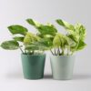Pflanzen-Kölle Efeutute ‚Marble Queen‘ in Topf Dallas seegrün,gl.blau, Topf-Ø 12 cm, 2 Pflanzen
