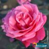 Pflanzen-Kölle Duftende Edelrose ‚Charisma’® magentarot, Topf 5 Liter, 4 Pflanzen