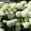 Proven Winners Hortensie 'Strong Annabelle'® Incrediball® Container, 5 Liter,  40 – 60 cm Liefergröße: 40 – 60 cm
