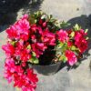 Garten Schlüter Japanische Azalee 'Maruschka®', 2 – 3 Liter, 25 – 30 cm Liefergröße: 25 – 30 cm
