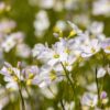 Garten Schlüter Wiesen-Schaumkraut Lieferform: Im 9 cm Topf