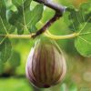 Garten Schlüter Feige 'Brown Turkey' Liefergröße: 40 – 60 cm