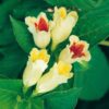 Garten Schlüter Gelbe Weigelie 'Feuerkelch' Liefergröße: 40 – 60 cm