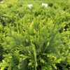 Garten Schlüter Hiba-Lebensbaum  'Dolabrata' Container, 30 – 40, 1 Stück Liefergröße: 30 – 40