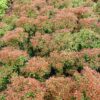 Garten Schlüter Lavendelheide / Schattenglöckchen 'Little Heath' 5 Liter Container, ca. 30 – 40 cm Liefergröße: ca. 30 – 40 cm