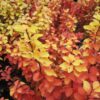 Garten Schlüter Gelbe Säulen-Berberitze 'Golden Torch' 3 Liter Container, 30-40 cm Liefergröße: 30-40 cm