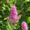 Garten Schlüter Kolbenspiere 'Triumphans' C 3-5 60 – 80 Liefergröße: 60 – 80 cm