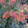 Garten Schlüter Rote Zwerg-Berberitze 'Bagatelle' 2 Liter Container, 20-25 cm Liefergröße: 20-25 cm