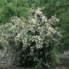 Garten Schlüter Duftender Bauernjasmin – Pfeifenstrauch C 3 – 5 40 – 60 Liefergröße: 40 – 60 cm