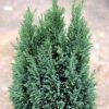 Garten Schlüter Säulenzypresse 'Ellwoodii' Container, 20-30 cm Liefergröße: 20-30 cm