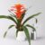 Pflanzen-Kölle Guzmanie ‚Fiero‘, orange, Topf-Ø 12 cm, im Übertopf Dallas weiß