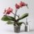 Pflanzen-Kölle Phalaenopsis orangerot, 2 Rispen, Topf-Ø 12 cm, Höhe ca. 50 cm