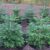 Garten Schlüter Nordmanntanne im Topf gewachsen – 60-80 cm Liefergröße: 60 – 80 cm
