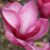 Garten Schlüter Magnolie 'Starburst®', 10 Liter, 125 – 150 cm Liefergröße: 125 – 150 cm