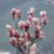 Garten Schlüter Tulpenmagnolie – Der Klassiker, 20 Liter, 100 – 125 cm Liefergröße: 100 – 125 cm