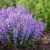 Garten Schlüter Katzenminze 'Cat's Pajamas Blue' C3 Lieferform: Im 3 Liter Topf
