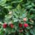 Garten Schlüter Zwerg-Himbeere Lowberry® 'Baby Dwarf®' Liefergröße: 40-60 cm