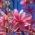 Garten Schlüter Frühblühende Sternmagnolie 'Rosea' C7,5 100 – 125 Liefergröße: 100 – 125 cm