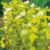 Garten Schlüter Gelbe Fasanenspiere 'Nugget' Liefergröße: ca. 40 – 60 cm